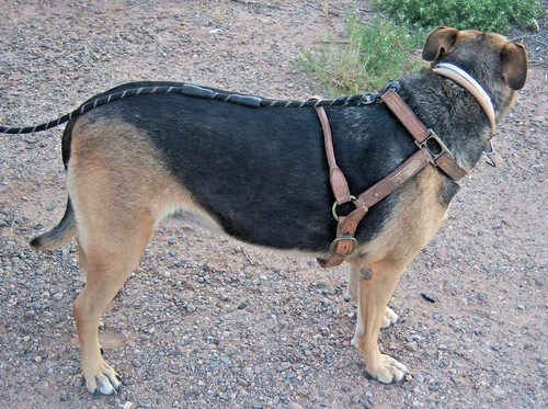 Big bloodhound coon - big,