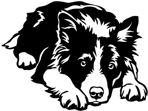 Adesivo border collie - adesivo,