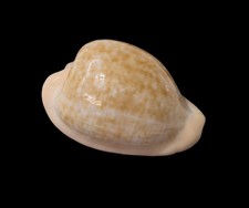 Conchiglia Shell