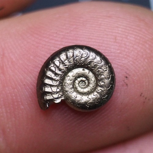 Ammonite pirite aveyron - mm,