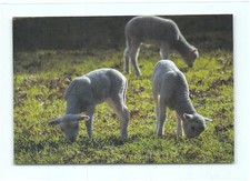1 cartolina postale pecora