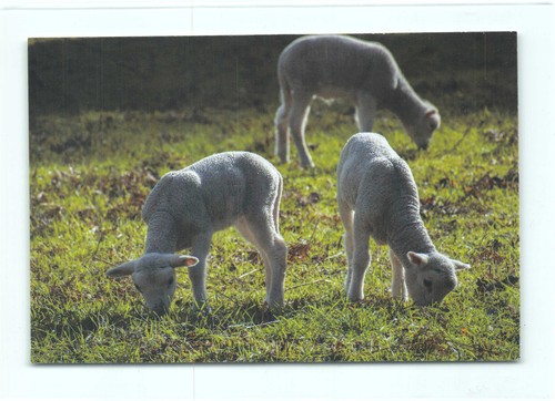 Cartolina postale pecora - 1,