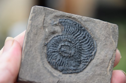 Ammonite trachyceras sinensis - trachyceras,