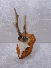 RJK7FU - Corna Di Cervo Su Tavola Di Legno - Vintage - Trofeo Di Caccia