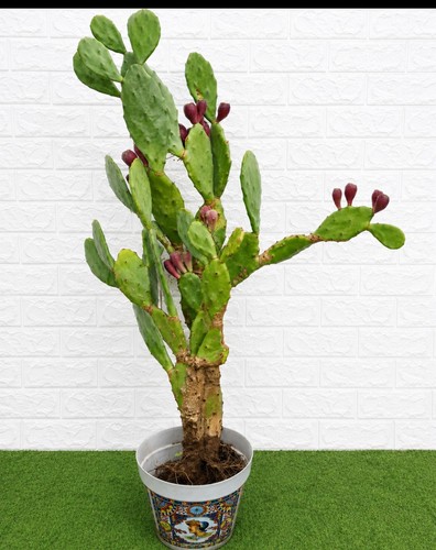 Fico india opuntia chumbera - fico,