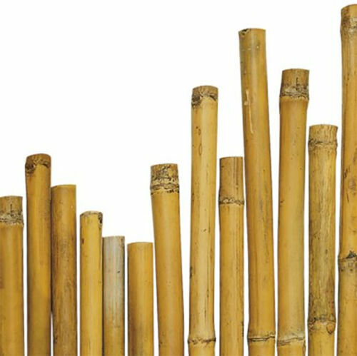 Tutore supporto canna - supporto,