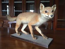 VOLPE IMBALSAMATA IMPAGLIATA IN ASSETTO DI CACCIA MONTATA SU TAVOLETTA IN LEGNO
