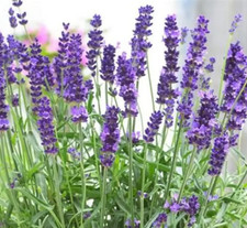 100 English Lavender  Non-GMO