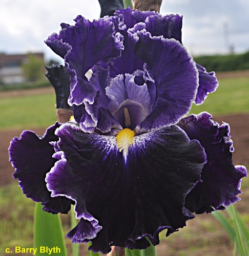 Iris dark universe - iris,