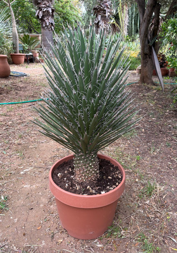 Yucca filifera pianta da - -,