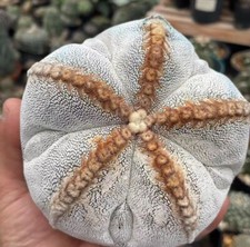 Pianta succulenta viva 11 cm