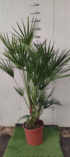 Chamaerops excelsa palma - chamaerops,