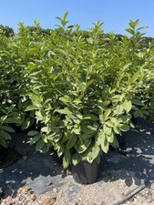 Lauroceraso, Ciliegio da fiore