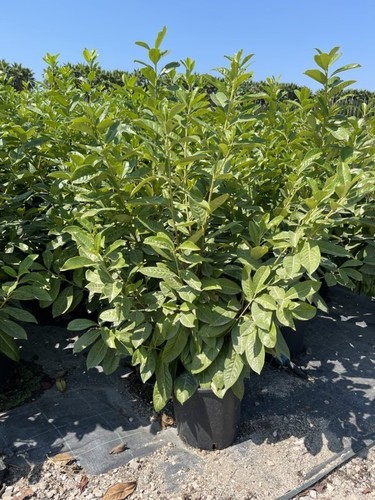 Lauroceraso ciliegio fiore - lauroceraso,,