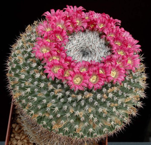 Mammillaria mystax seeds - mystax,