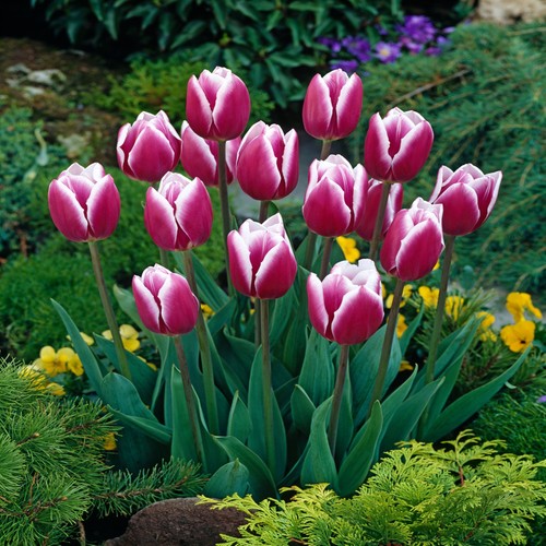 Tulipani bulbi fiori - tulipani, di