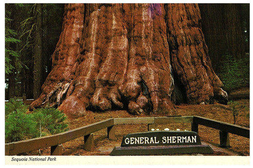 Cartolina continentale sequoia - cartolina,
