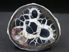 Septaria maroc x 4 - -,