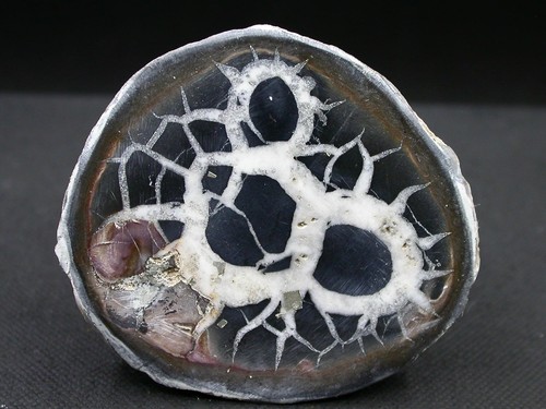 Septaria maroc x - -,