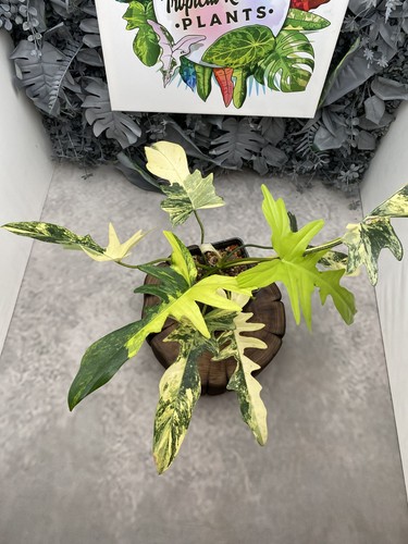 Philodendron florida beauty x - philodendron,