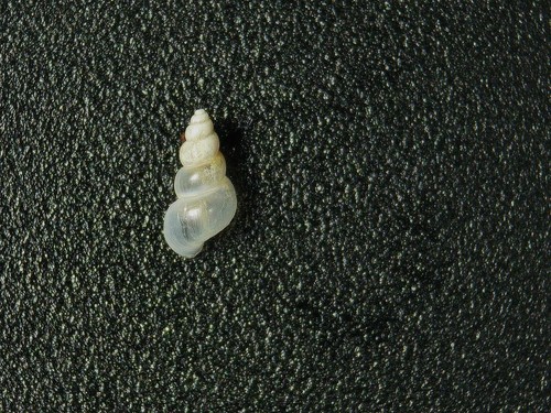 Eupaludestrina stagnorum - eupaludestrina,