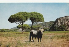 Grosseto Alberese Toro