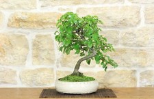 Bonsai ciliegio selvatico - di,