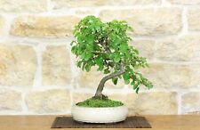 Bonsai di Ciliegio Selvatico