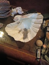 Tridacna Gigas Real Natural