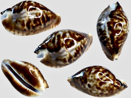Cypraea zoila friendii - cypraea,,