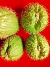 4 CHAYOTE GERMOGLIATI DA