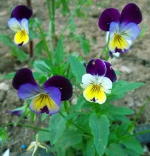 100 semi viola del - semi, pensiero