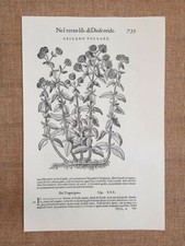 Origano volgare e Tragorigano Discorsi Mattioli Matthioli 1568 Botanica Ristampa
