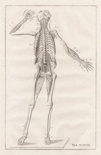 Scheletro umano muscoli - scheletro,