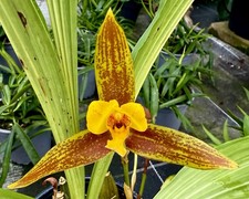 Lycaste Autumn Glow profumo