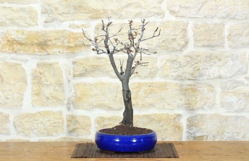 Bonsai prunus pissardii - bonsai,