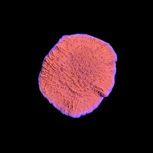 Capricorno rosso montipora - capricorno,