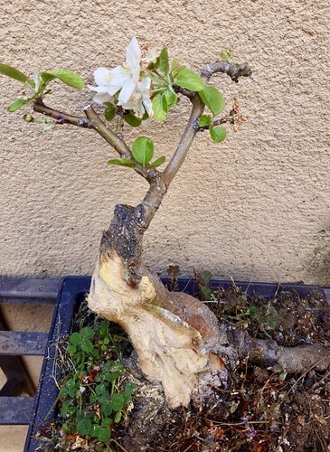 Bonsai shohin melo - bonsai, di