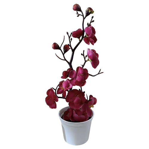 Bonsai fiori prugna rami - di,