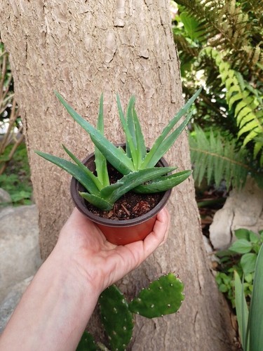 Aloe arborescens fiori - aloe, rossi'