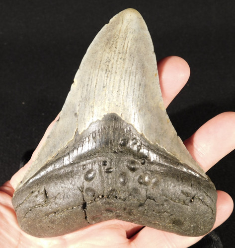 Gigante museo megalodon - museo,