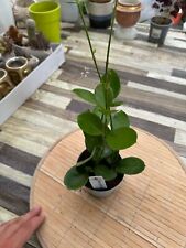 Hoya australis vaso 10cm foto