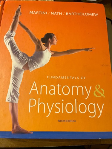 Fundamentals anatomy - of,