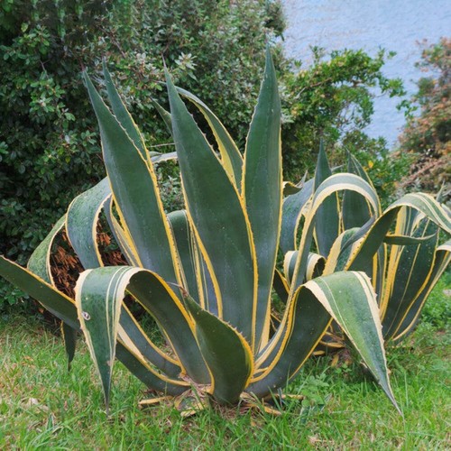 Agave americana marginata - ,