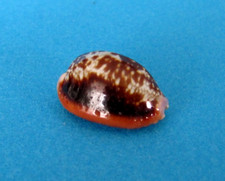 Cypraea Helvola Argella 22,6 mm f+++ Madagascar " Beau spécimen "