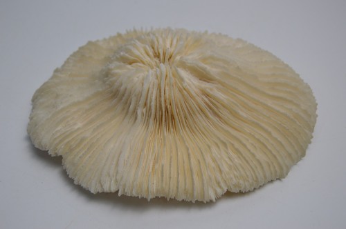 Grande ciotola per - , funghi