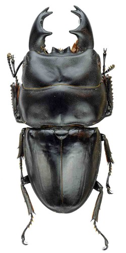 Dorcus alcides cervo volante - dorcus,