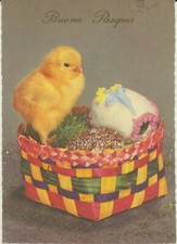 Augurale buona pasqua pulcino - augurale,
