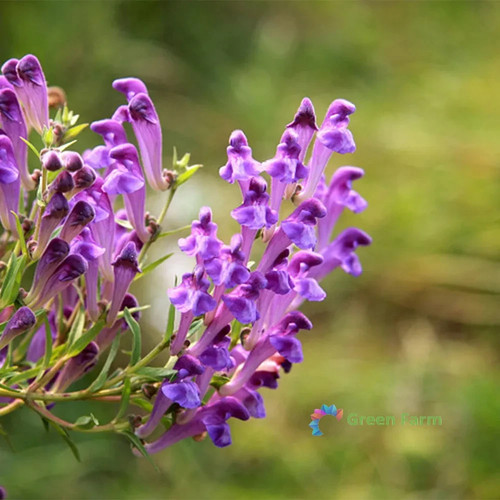 100 semi scutellaria - 100,