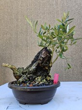Old European Olive Bonsai